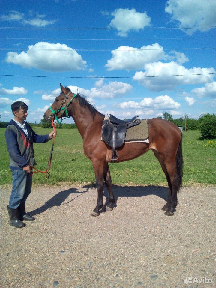 Продажа лошадки купить на Зозу.ру - фотография № 2