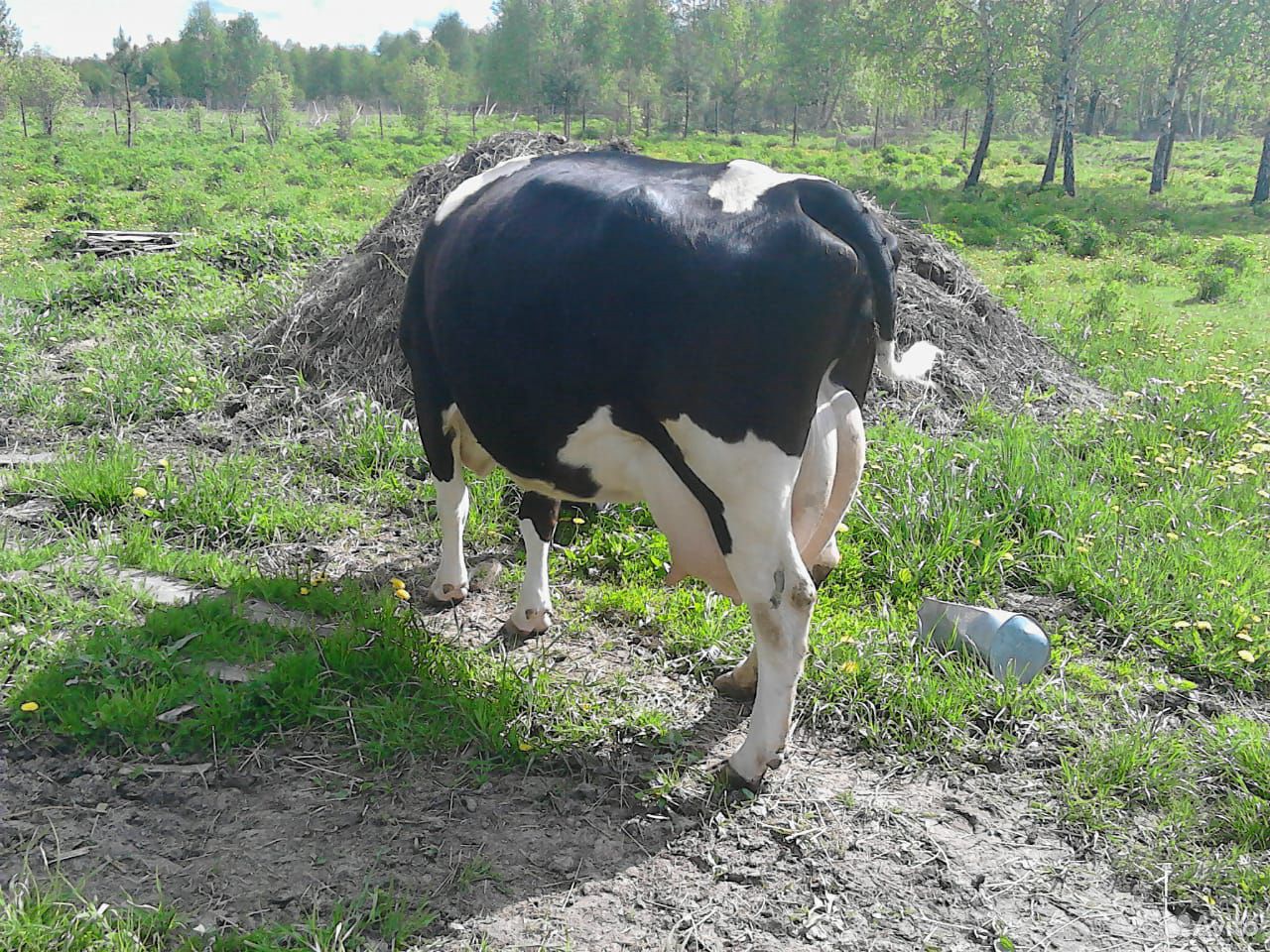 Шароле телята 5 месяцев. Купить корову брянская область свежие