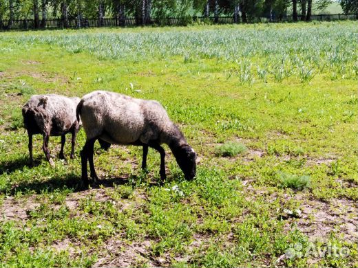 Романовские овцы купить на Зозу.ру - фотография № 7