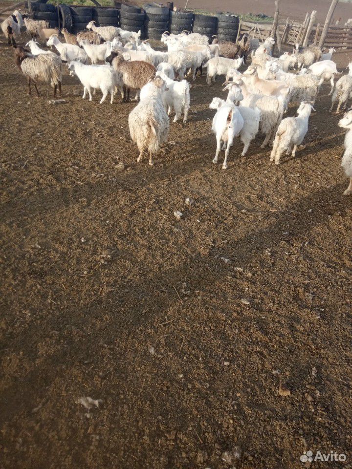 Козы с козлятами купить на Зозу.ру - фотография № 7