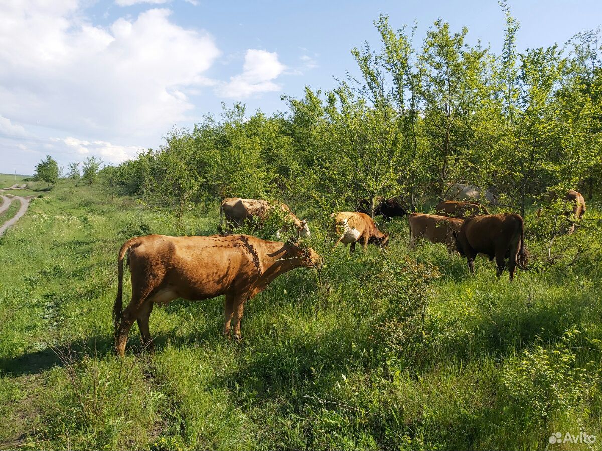 Коровы дойные купить на Зозу.ру - фотография № 2