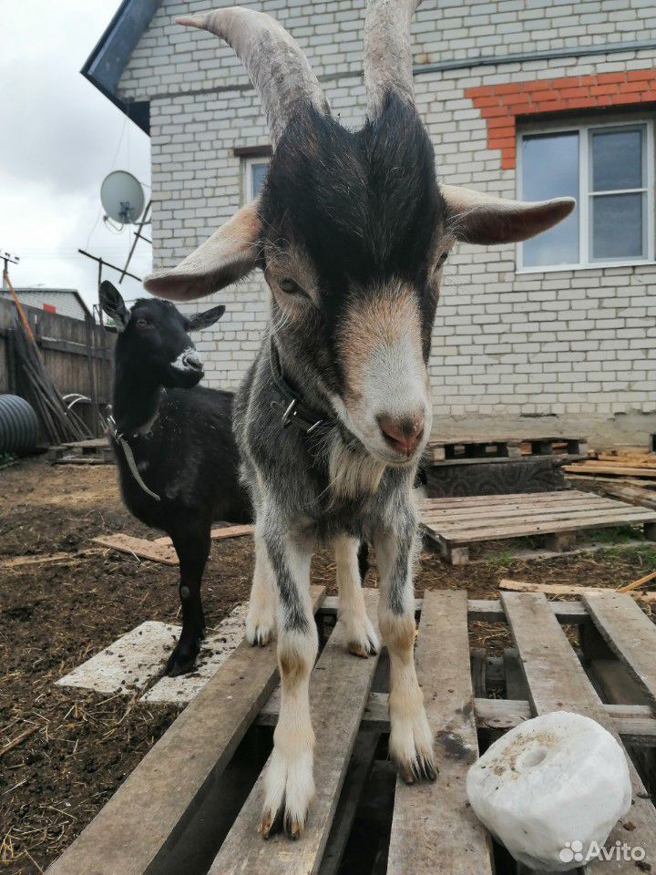 Дойные и скотная козы, козел купить на Зозу.ру - фотография № 2