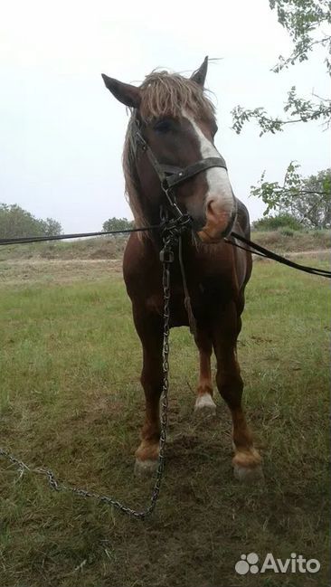 Конь тяжеловоз, лошадь жеребец купить на Зозу.ру - фотография № 4