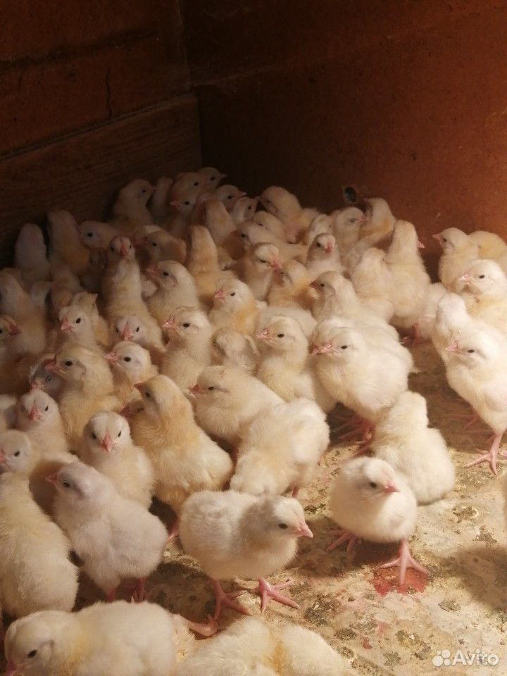 Продам цыплят "Леггорн" вывод 30 июня купить на Зозу.ру - фотография № 1