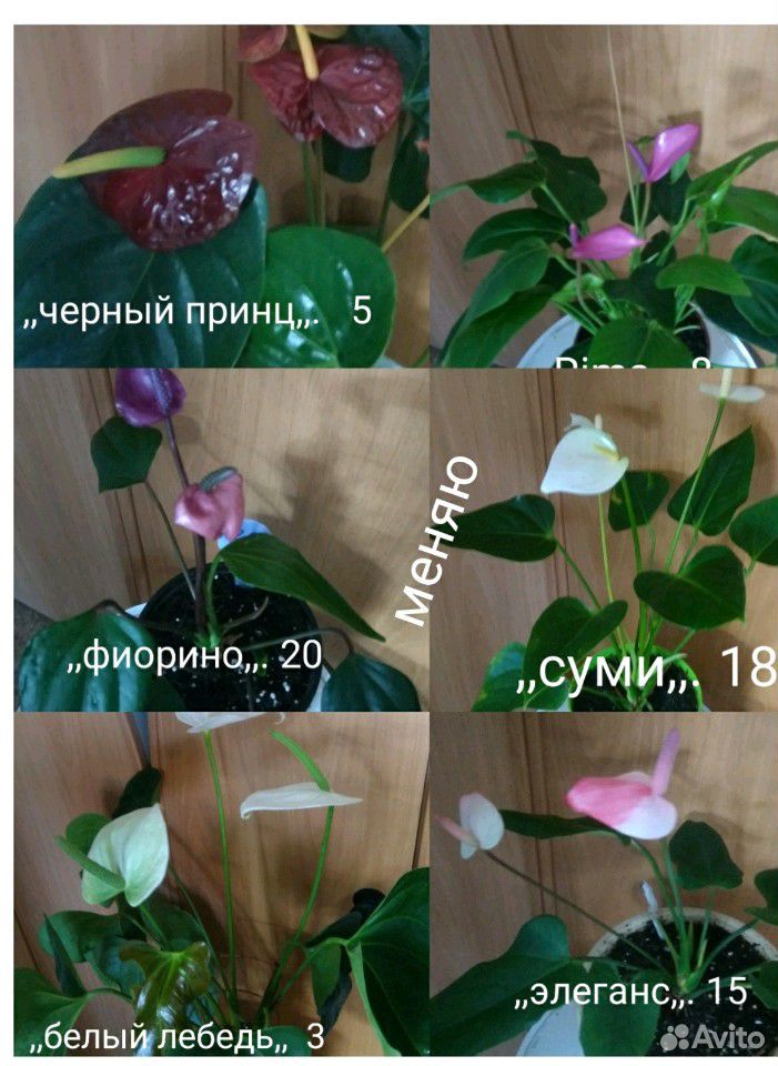 Цветы (возможно почтой) купить на Зозу.ру - фотография № 5