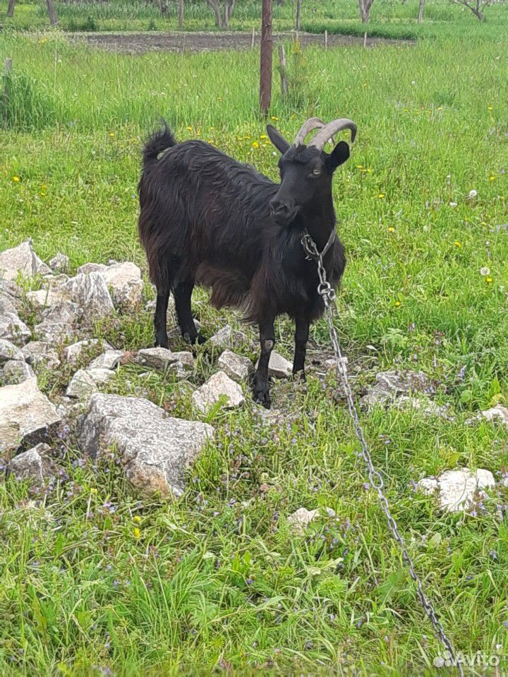 Продаю коз(черная и белая) купить на Зозу.ру - фотография № 6
