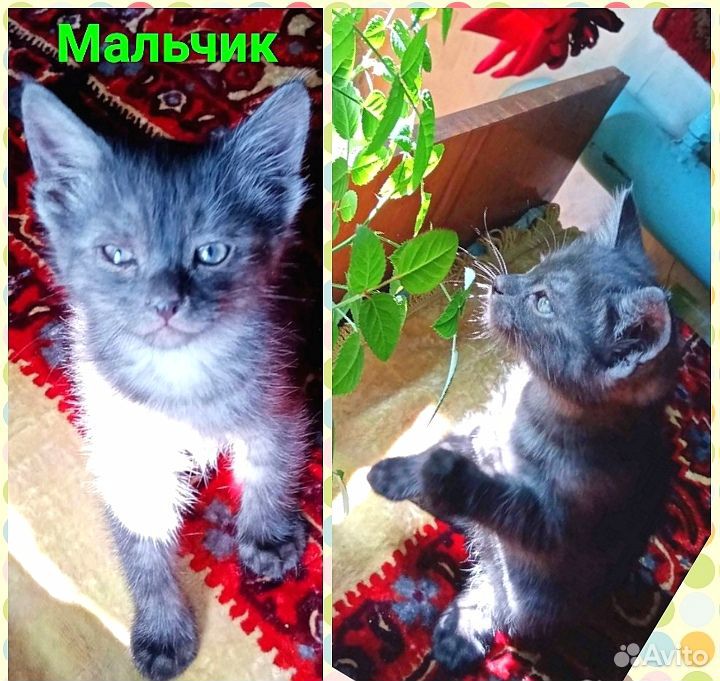 Замечательные котята ищут семью (с.Исаклы) купить на Зозу.ру - фотография № 4