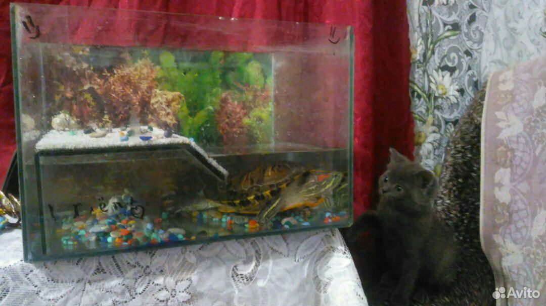 Продается красноухая черепаха с аквариумом купить на Зозу.ру - фотография № 2