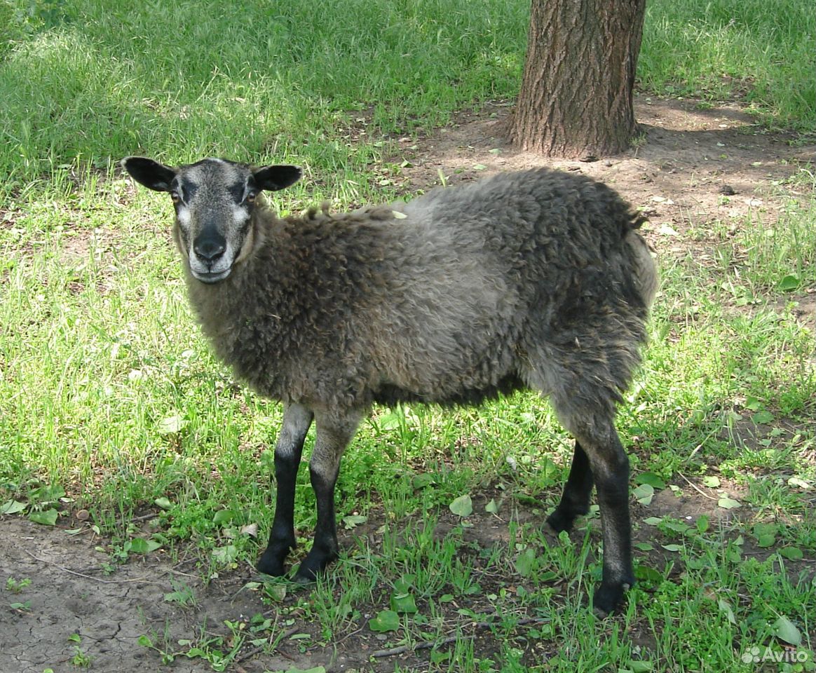 Молодая овца. Романовская купить на Зозу.ру - фотография № 2