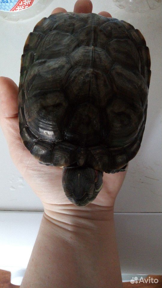 Черепаха купить на Зозу.ру - фотография № 4