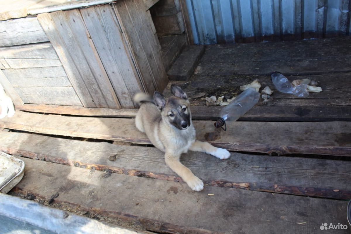 Чистопородный щенок зсл купить на Зозу.ру - фотография № 4