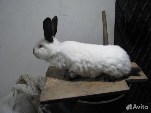 Продам кроликов живым весом купить на Зозу.ру - фотография № 4