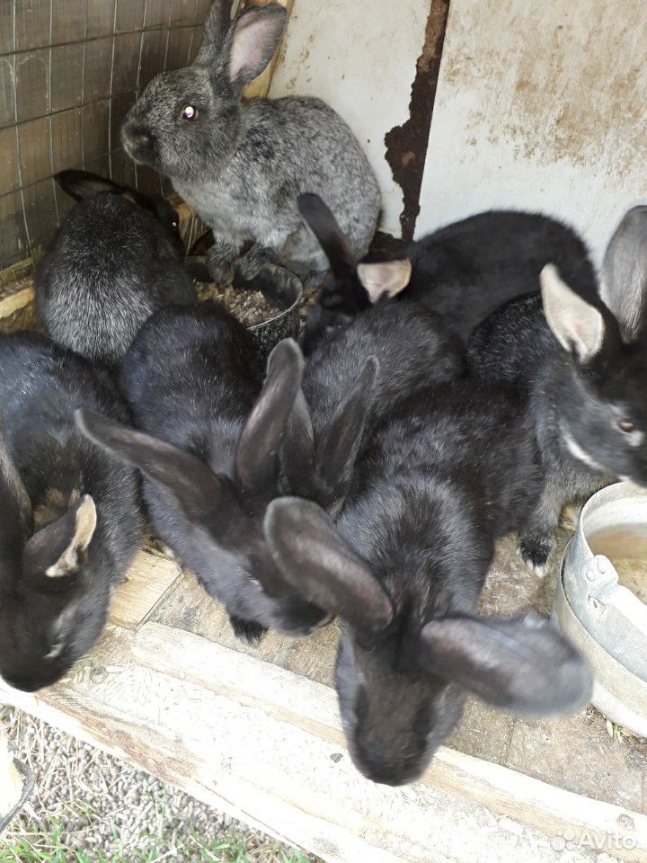 Продам крольчат от 1 мес. до 2 мес купить на Зозу.ру - фотография № 3