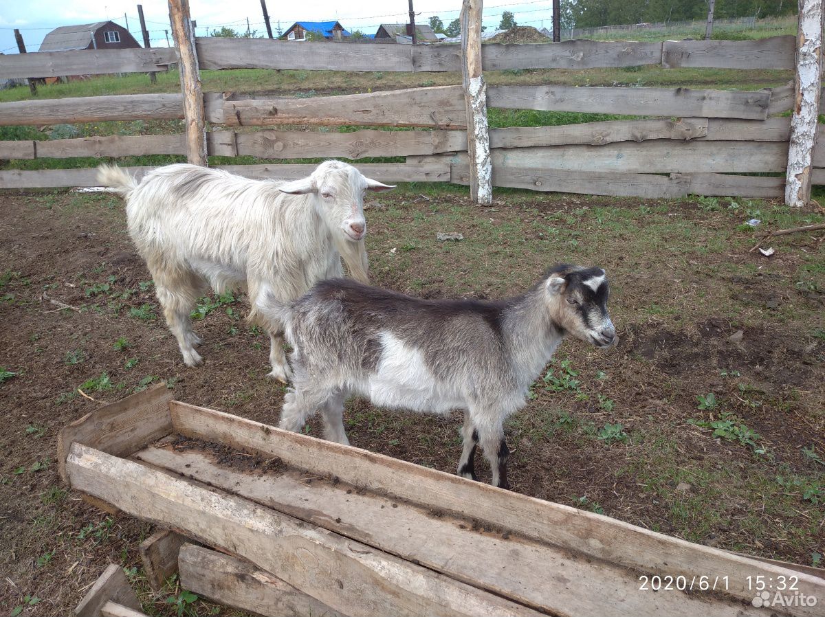 Коз порода ломанча козёл зайнки купить на Зозу.ру - фотография № 2