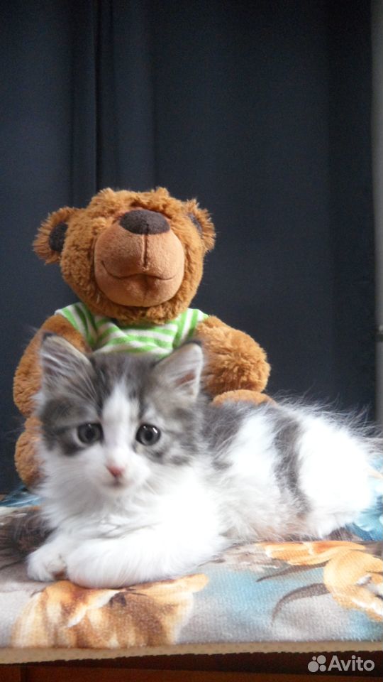 Котята 1,5 - 2 месяца купить на Зозу.ру - фотография № 9