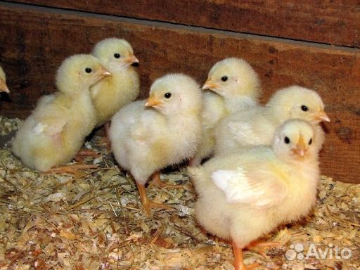 Цыплята бройлерные, утята и другая домашняя птица купить на Зозу.ру - фотография № 1