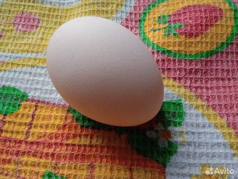 Свободное инкубаторское яйцо купить на Зозу.ру - фотография № 1