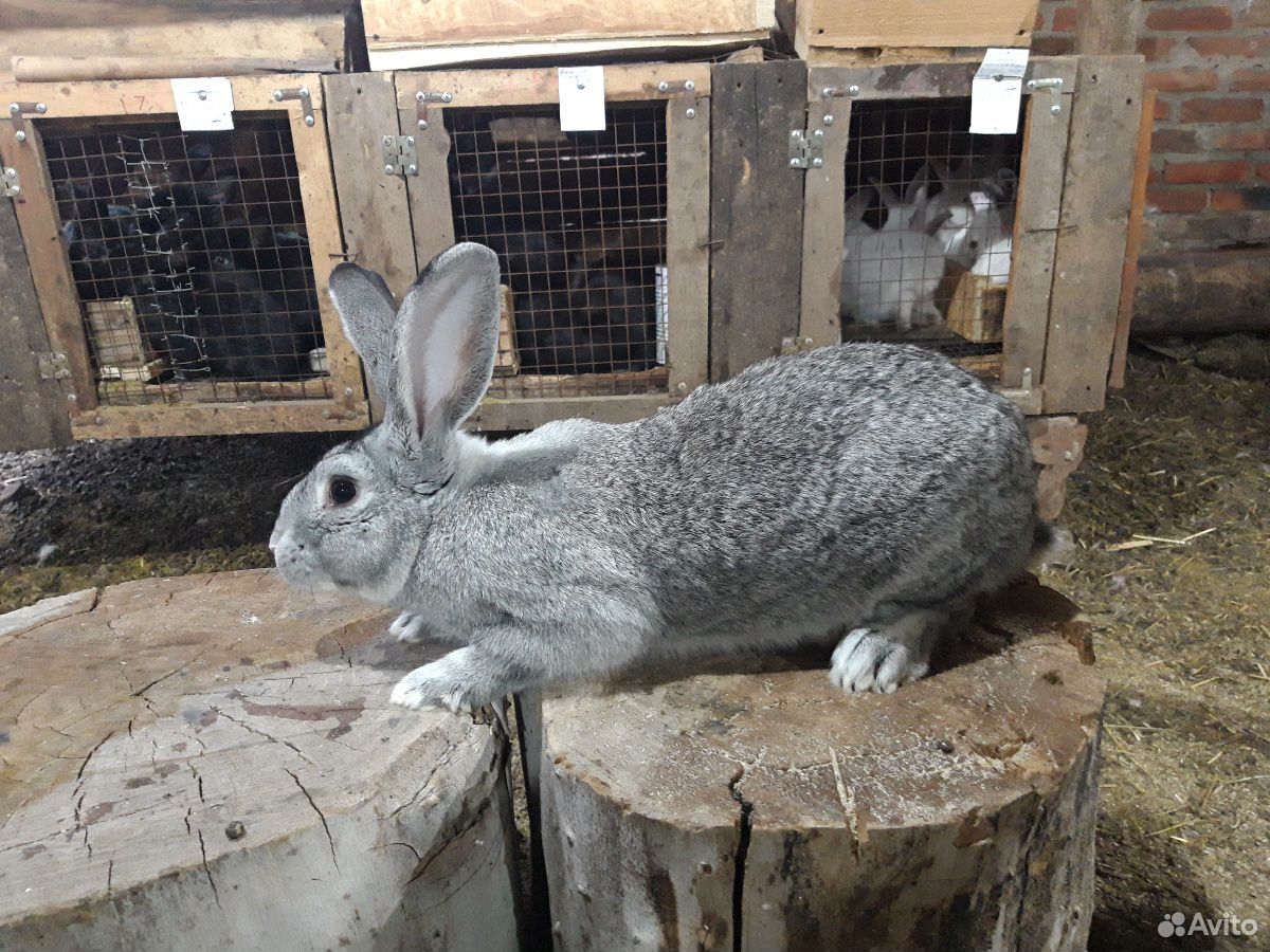 Продам кроликов породы шиншила купить на Зозу.ру - фотография № 1