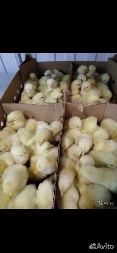 Продам суточных цыплят Бройлеров Кобб 500 купить на Зозу.ру - фотография № 1