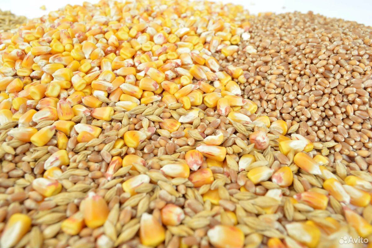Зерно, кукуруза, ячмень купить на Зозу.ру - фотография № 3