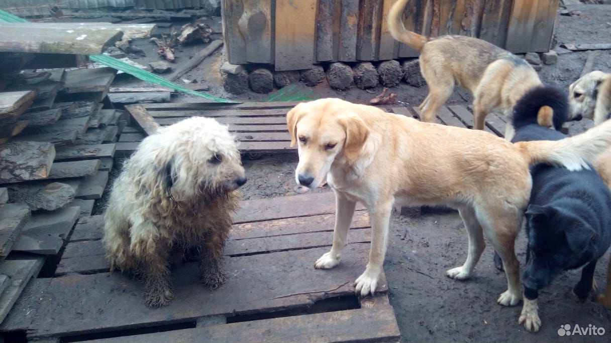 Отдадим бесплатно собак из приюта купить на Зозу.ру - фотография № 4