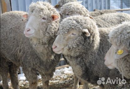 Бараны овцы мясо купить на Зозу.ру - фотография № 1
