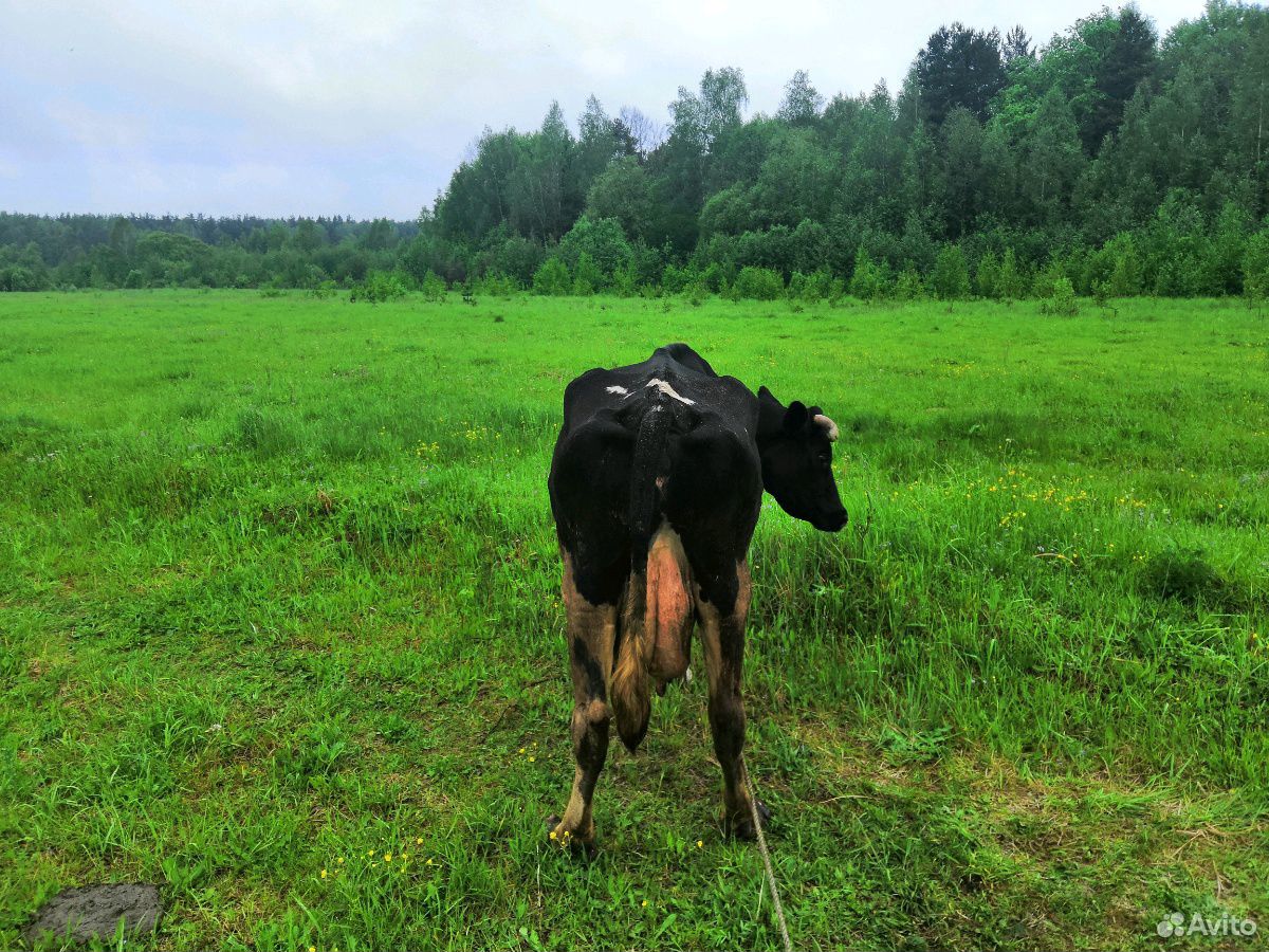 Продаю корову и тёлку 1 год купить на Зозу.ру - фотография № 3