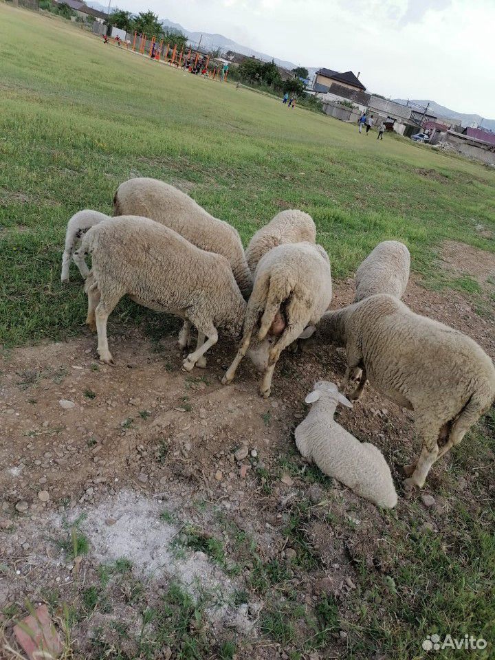 Овцы и козы купить на Зозу.ру - фотография № 5