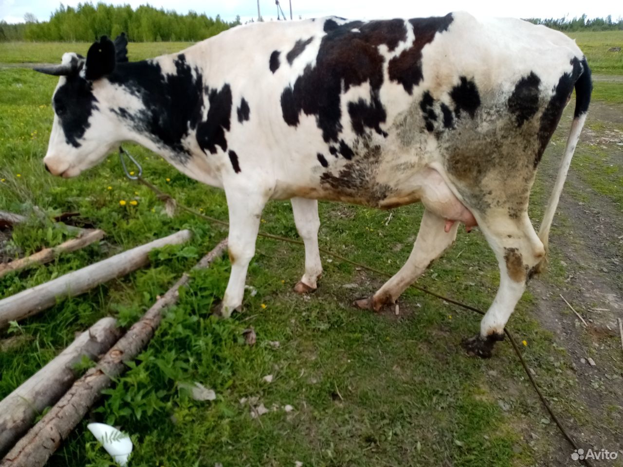 Продаю коров купить на Зозу.ру - фотография № 2