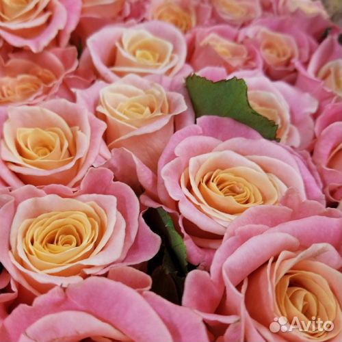 Букет из 101 Двухцветной розы Мисс Пигги купить на Зозу.ру - фотография № 3
