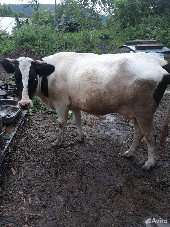 Продам корову, телку купить на Зозу.ру - фотография № 1