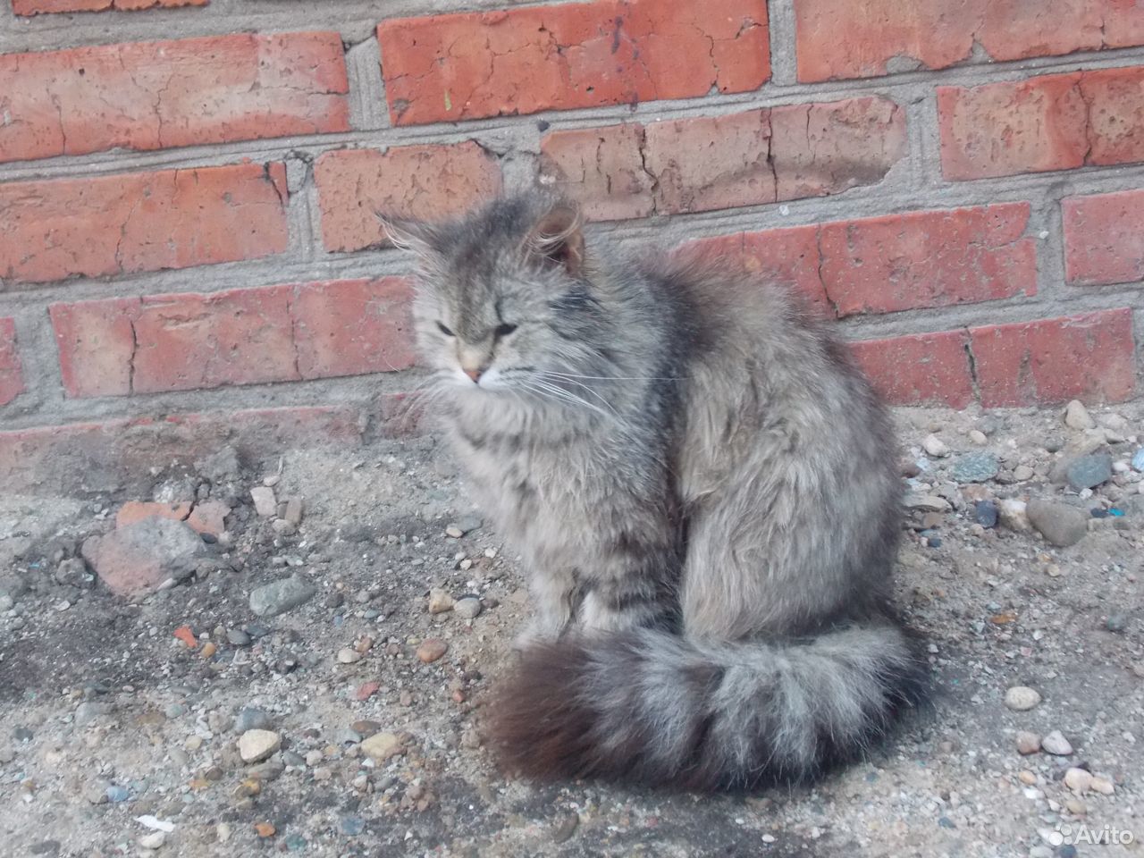 Котик сибирский купить на Зозу.ру - фотография № 7