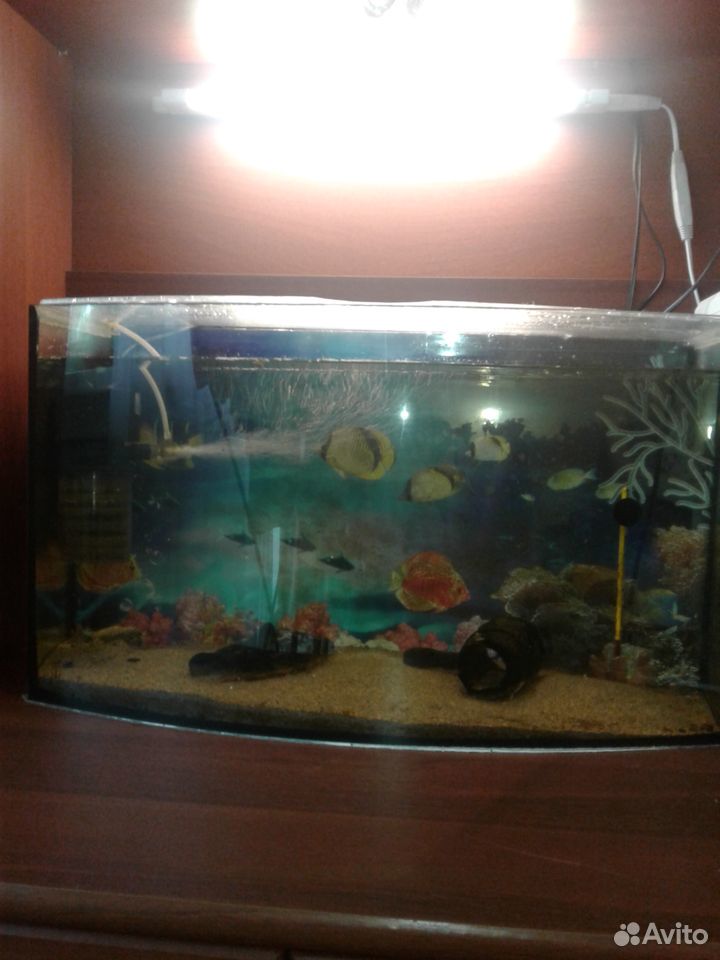 Продам аквариум на 60 л купить на Зозу.ру - фотография № 1