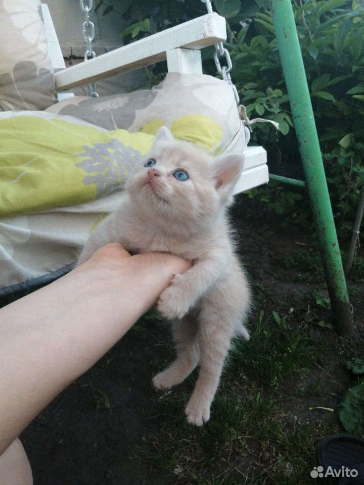 Банда котят купить на Зозу.ру - фотография № 5