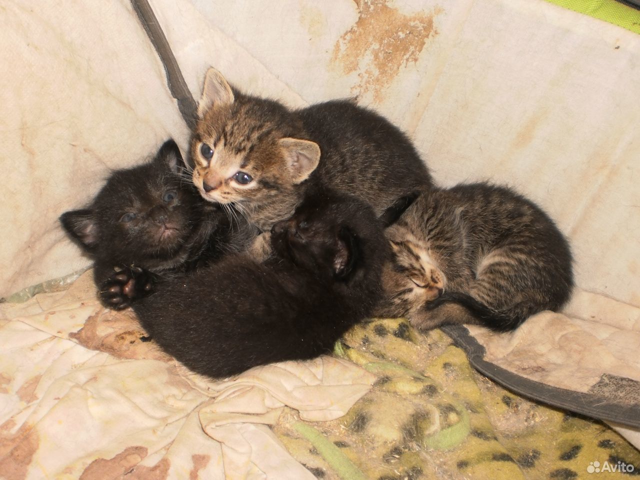 Котейки от мамы мышеловки купить на Зозу.ру - фотография № 1