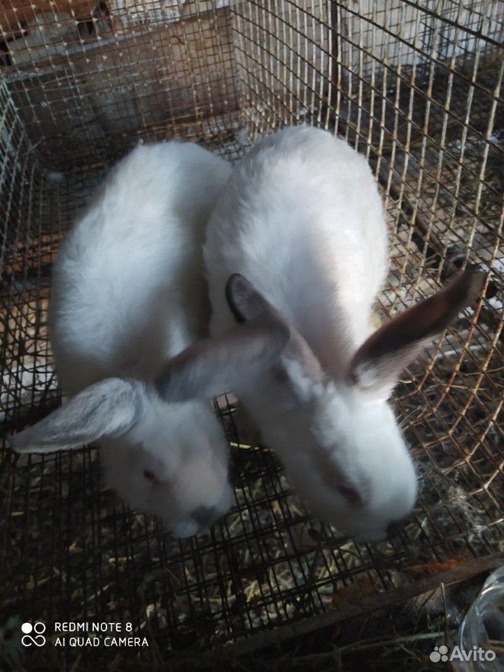 Калифорнийский кролик 2 месяца обоим цена в низу купить на Зозу.ру - фотография № 1