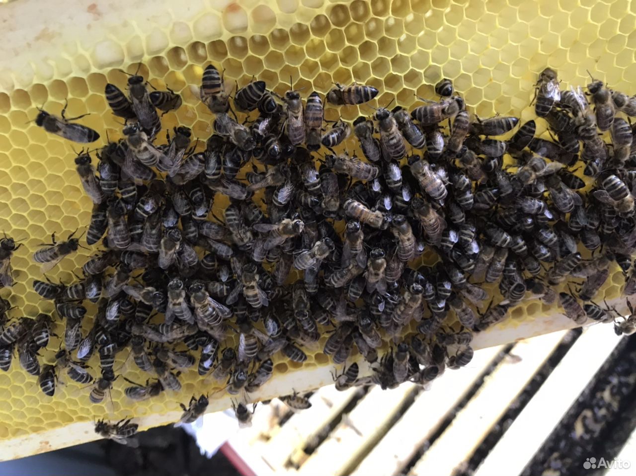 Пчёлы. Семьи, пакеты купить на Зозу.ру - фотография № 3