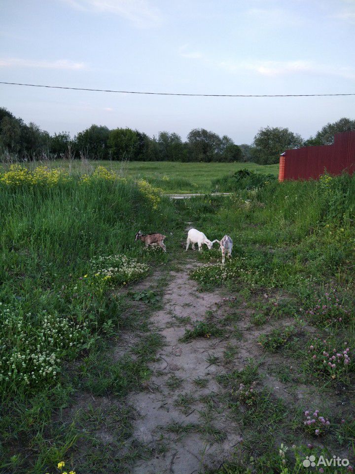 Молочные козы и козлята купить на Зозу.ру - фотография № 4