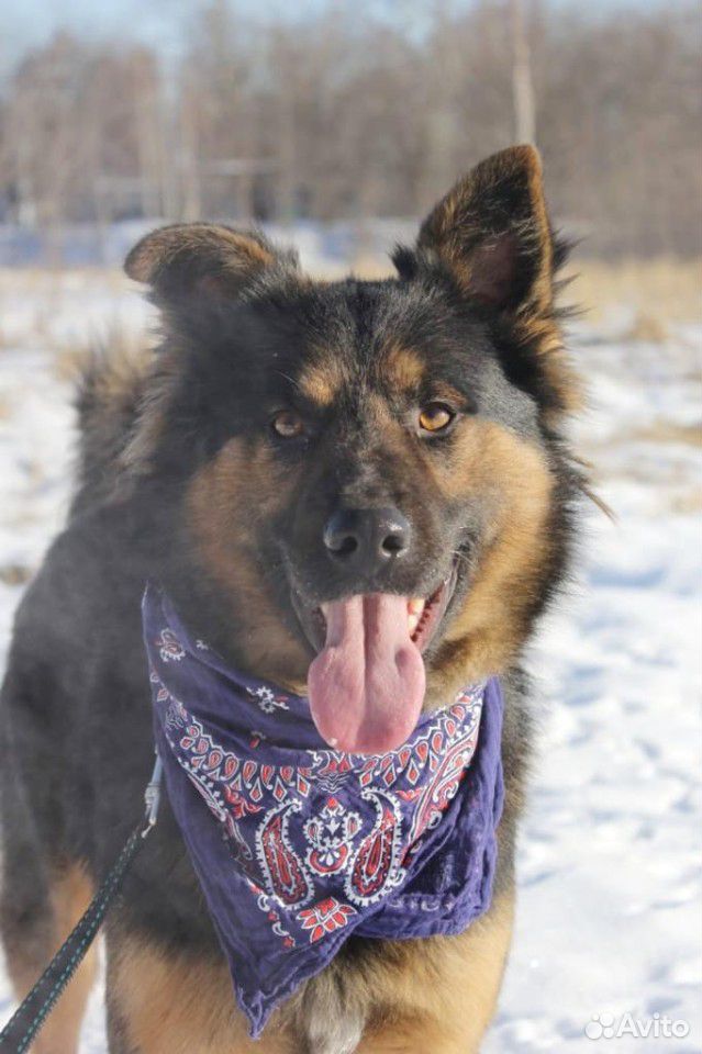 Очаровательный пёс из приюта ищет хозяина купить на Зозу.ру - фотография № 2