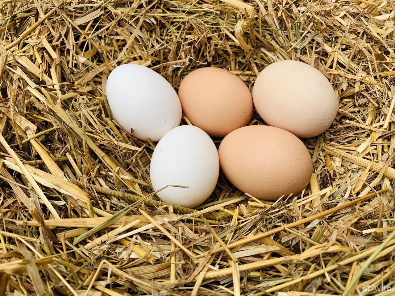 Купить яйцо смоленск. Сельскохозяйственные птицы. Производство яиц. Завод яиц. Яйца штук деревенскоеаванград.