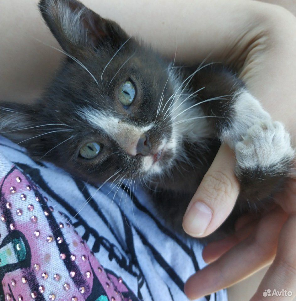 Котенок ищет дом купить на Зозу.ру - фотография № 3