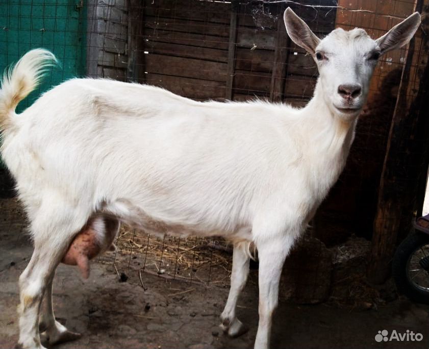 Высокоудойные молочные козы купить на Зозу.ру - фотография № 1