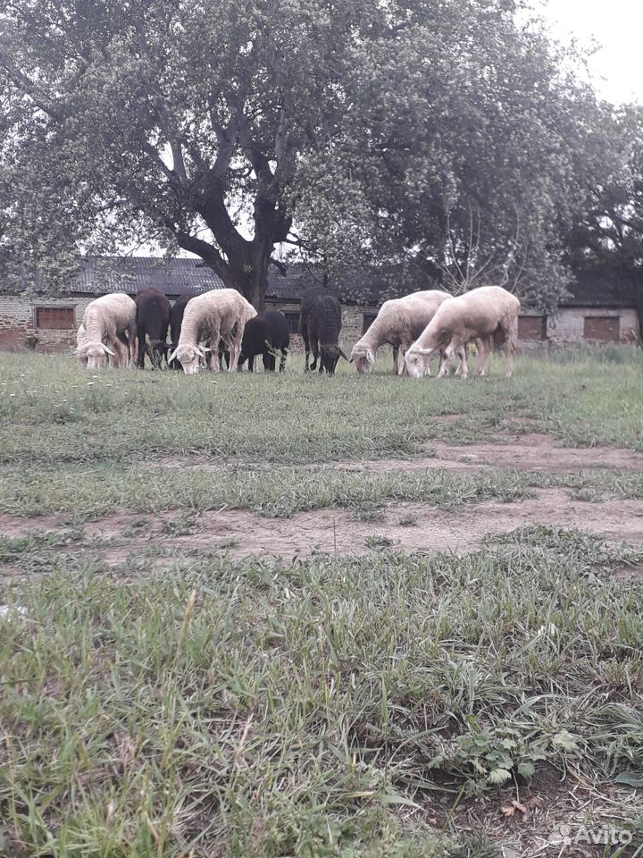 Продажа овец, коз купить на Зозу.ру - фотография № 5