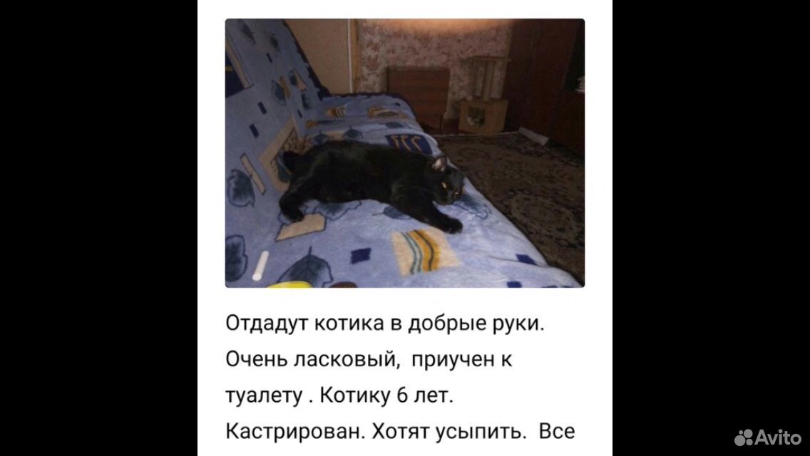 Котик Яша купить на Зозу.ру - фотография № 3