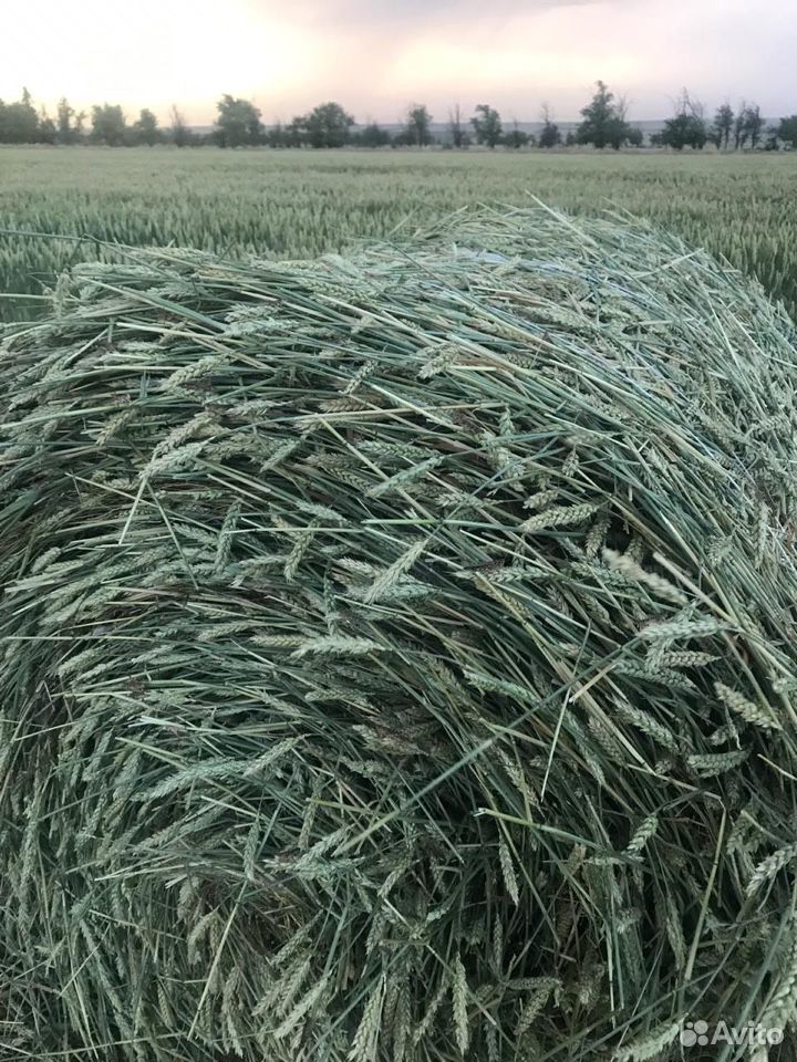 Сено пшеница с колосом купить на Зозу.ру - фотография № 5