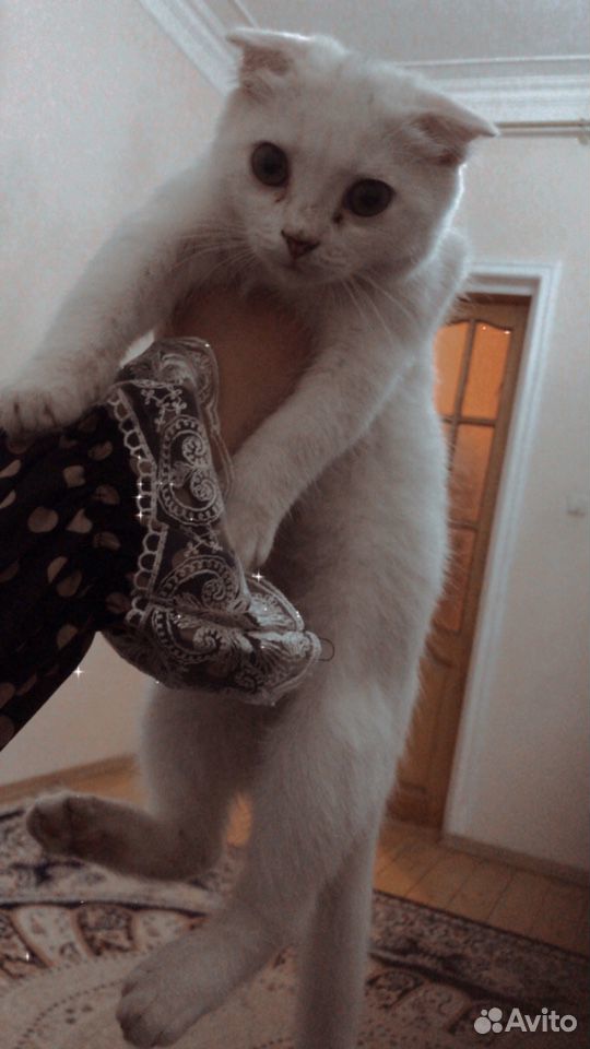 Вислоухие котята купить на Зозу.ру - фотография № 3