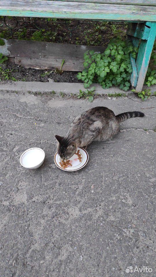 Беременная кошка ищет дом/помощь купить на Зозу.ру - фотография № 1