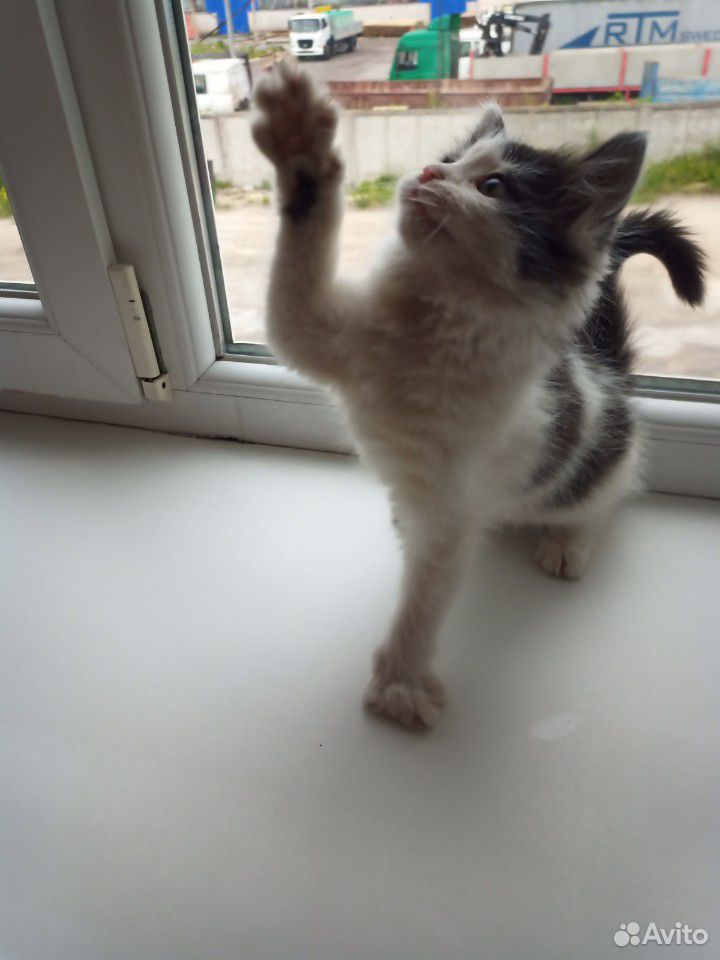 Отдадим пушистого бело-чёрного котёнка в хорошие р купить на Зозу.ру - фотография № 6