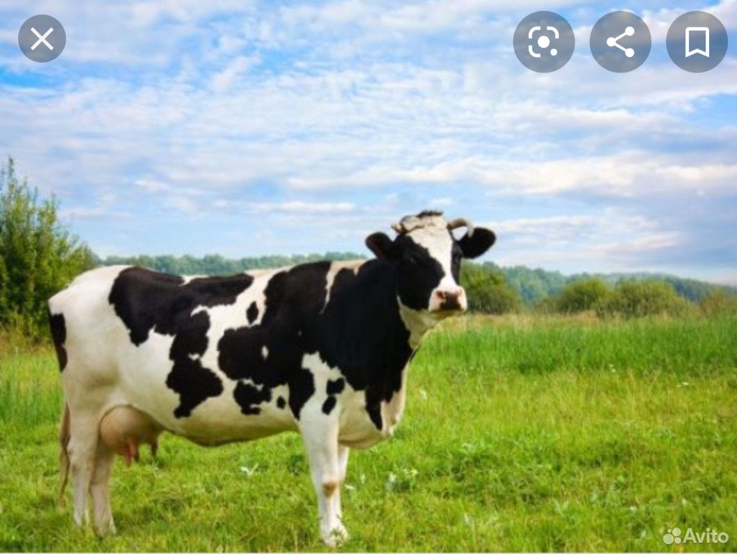 Продаются дойные коровы купить на Зозу.ру - фотография № 1