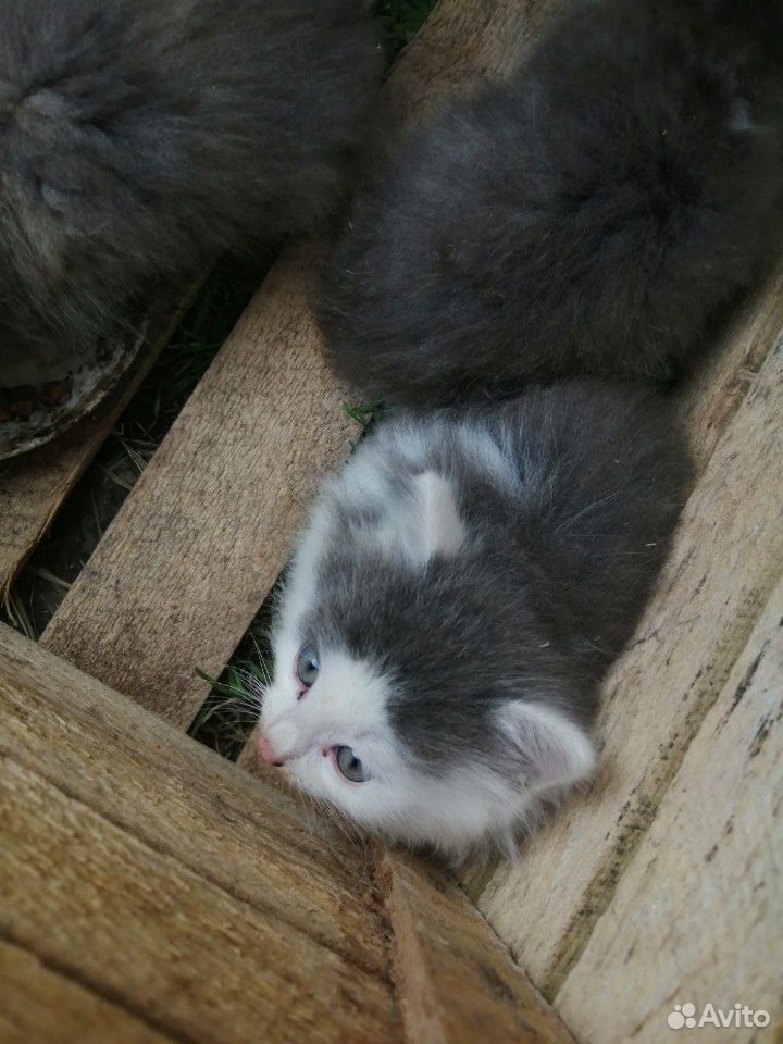 Котята от персидской кошки купить на Зозу.ру - фотография № 3